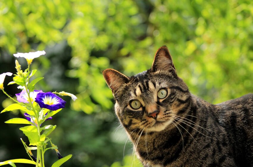 Mypetpulse.com Cat Body Language